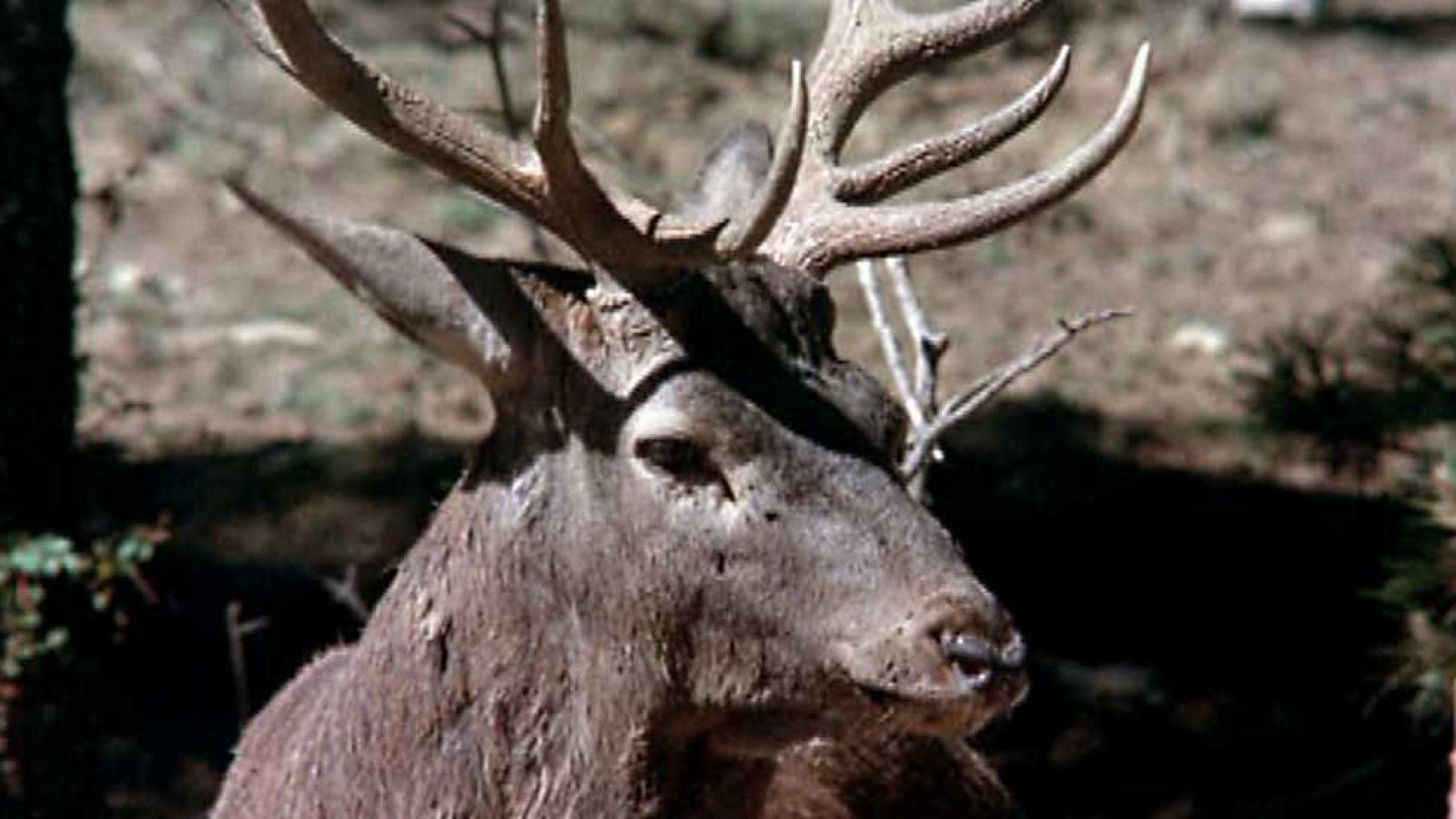 El hombre y la Tierra (Fauna ibérica) - Los señores del bosque 2 - Ver ahora