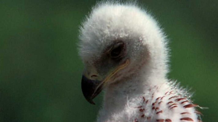 El hombre y la Tierra - Los señores del bosque 1
