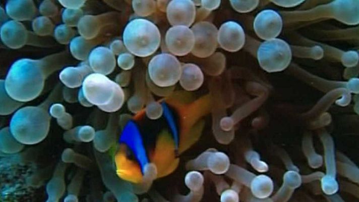 Bubbles - Sharm Egipte