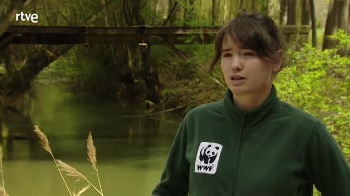 Crónicas - Laura Moreno