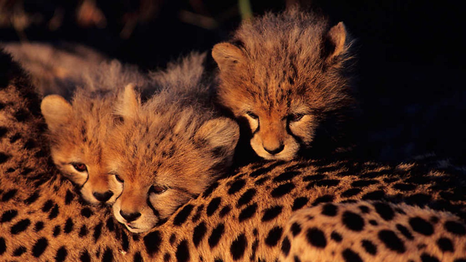 Grandes documentales - La madre guepardo - Ver ahora