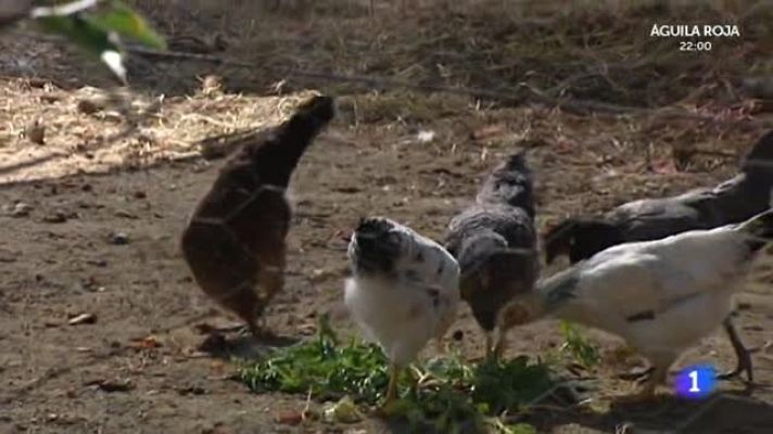 Aquí la Tierra - El tomate, la planta estrella del 'Huerto de Aquí la Tierra'