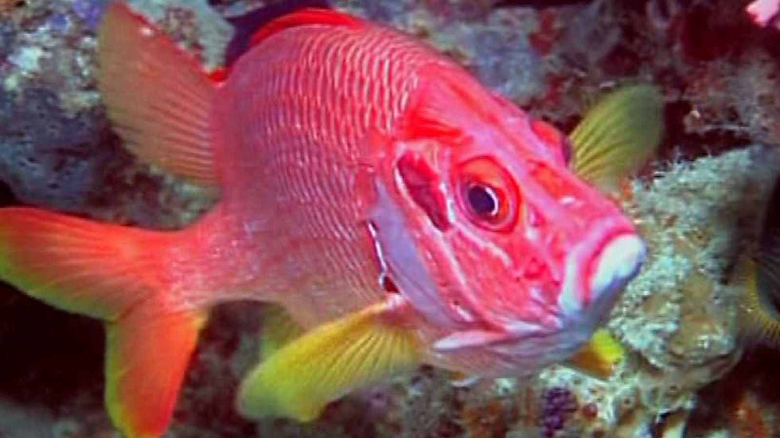 Bubbles I - Maldivas - Ver ahora