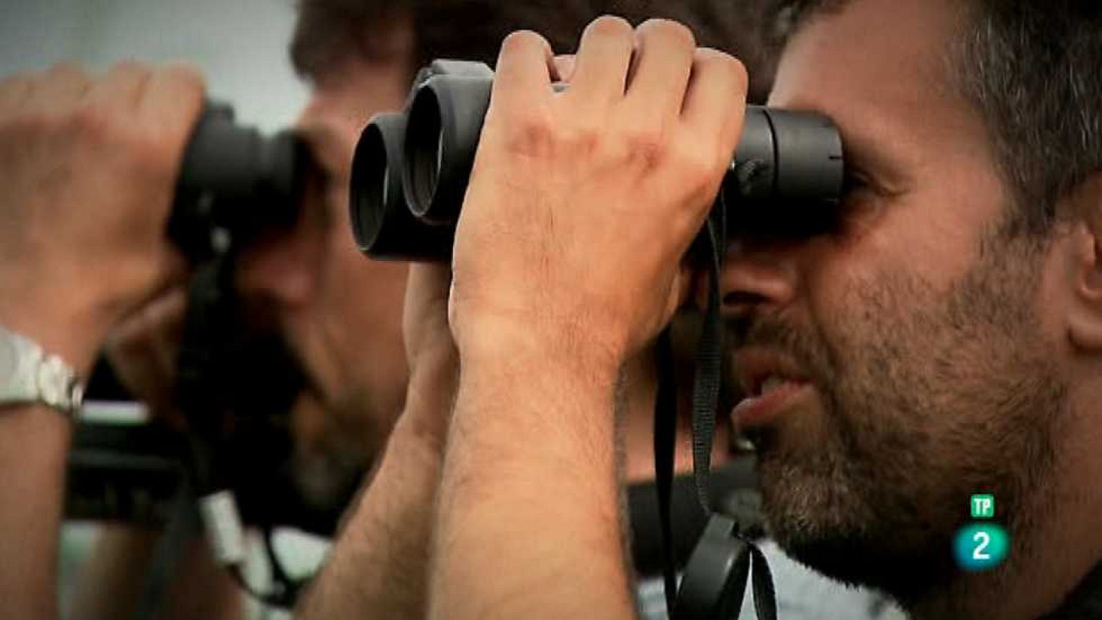 El escarabajo verde - Naturaleza en Red - ver ahora