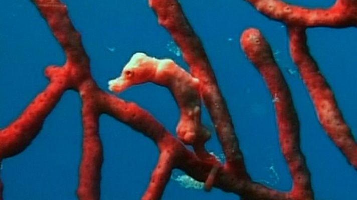 Bubbles - Papúa Nueva Guinea