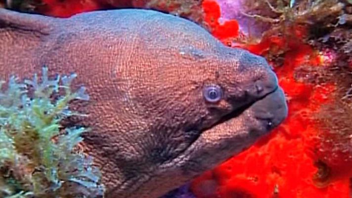 Bubbles - La isla del Hierro