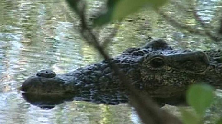 Bubbles - La isla de la Juventud