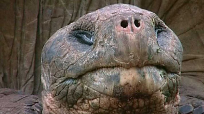 Bubbles - Galápagos