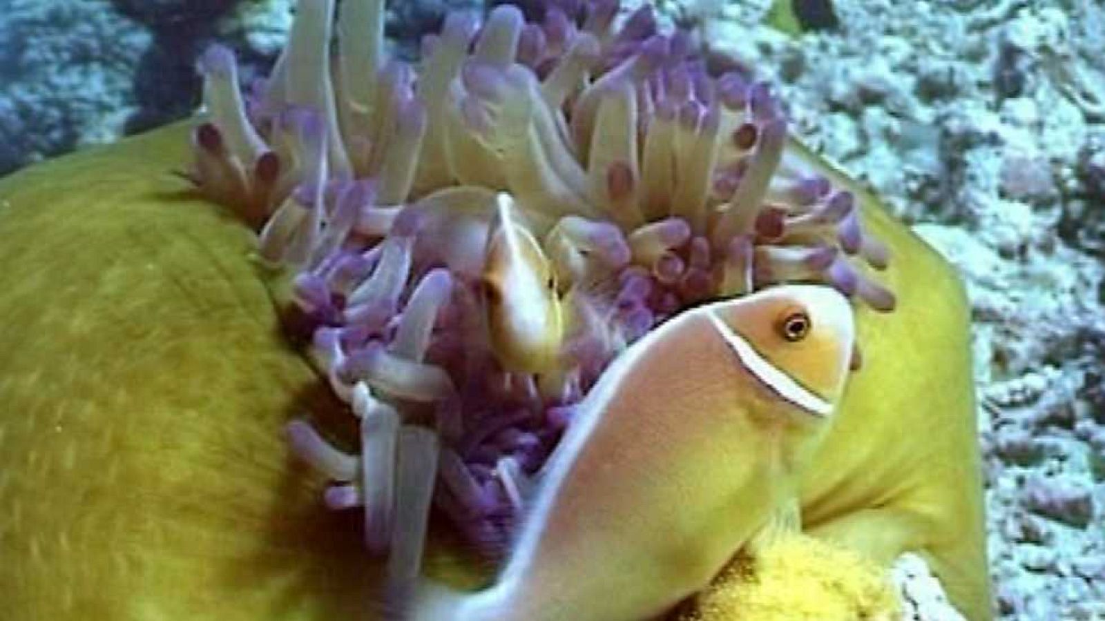 Bubbles I - La gran barrera de Australia - Ver ahora