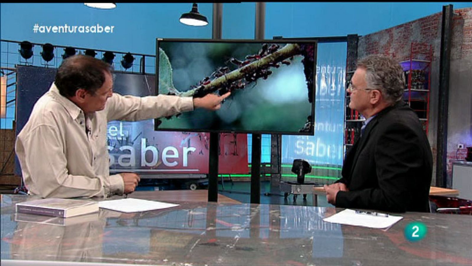 La Aventura del Saber. Sección Divulgación medioambiental. José Manuel Crespo. Hormigas