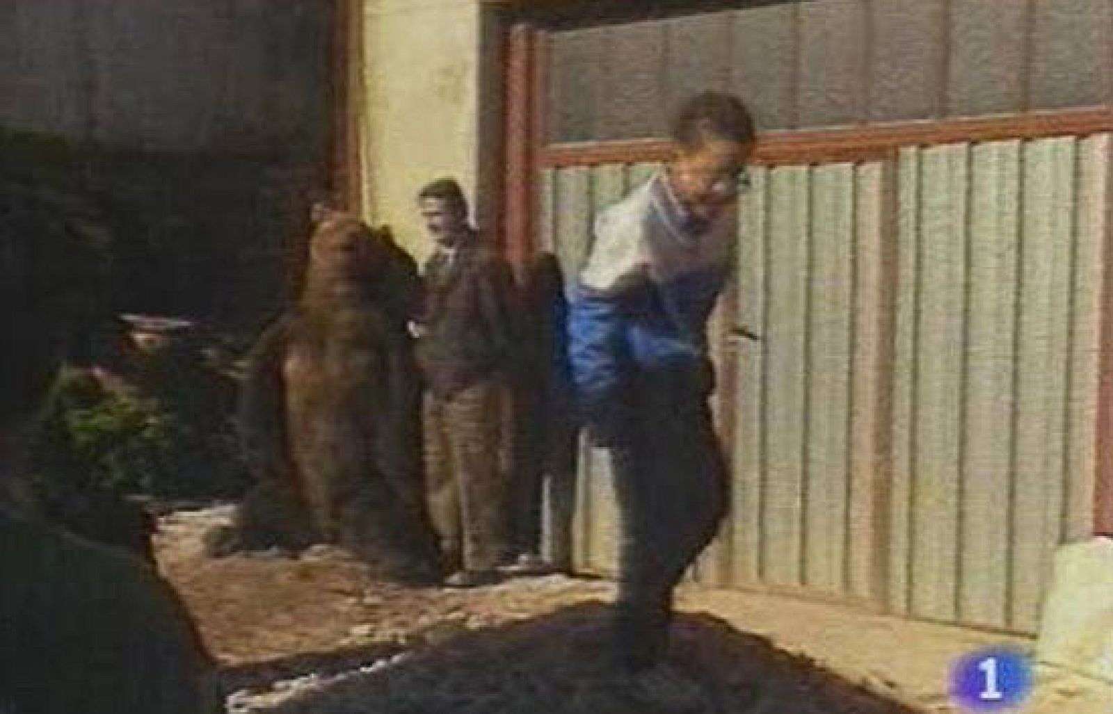 ¿Te acuerdas? - La muerte de 'El rubio', uno de los últimos osos del Cantábrico - ¿Te acuerdas? | Ver