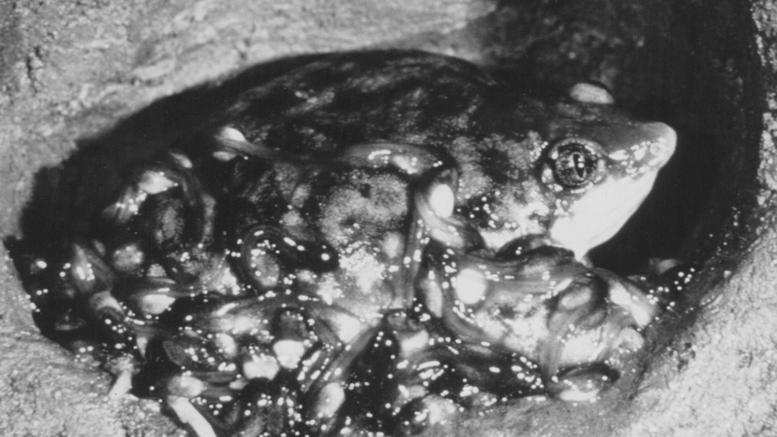 El planeta azul - La primavera