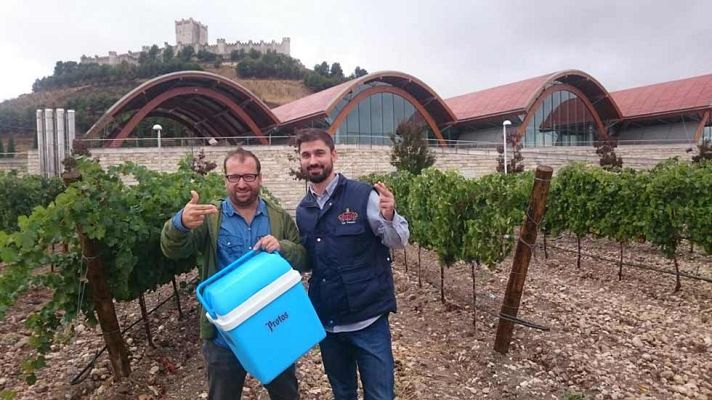 Aquí la Tierra - Prevendimiamos en la Ribera del Duero