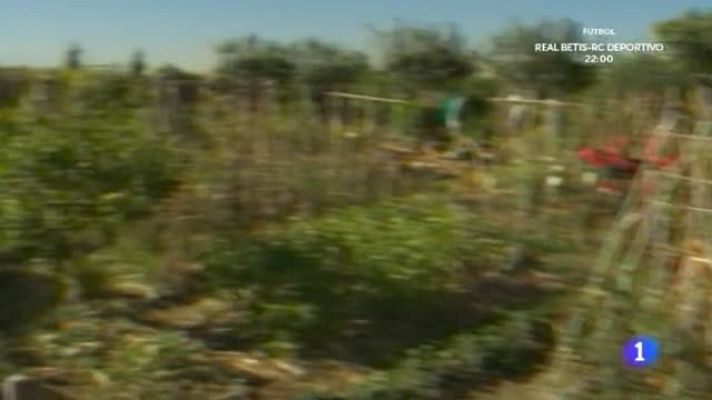 Aquí la Tierra - El huerto de 'Aquí la Tierra' da sus frutos