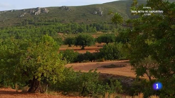 Aquí la Tierra - La algarroba un alimento desconocido