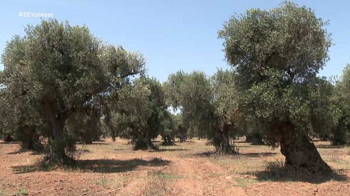 El escarabajo verde - Plagas de importación