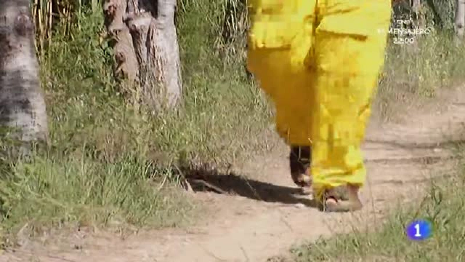 Las abejas emigran a las ciudades