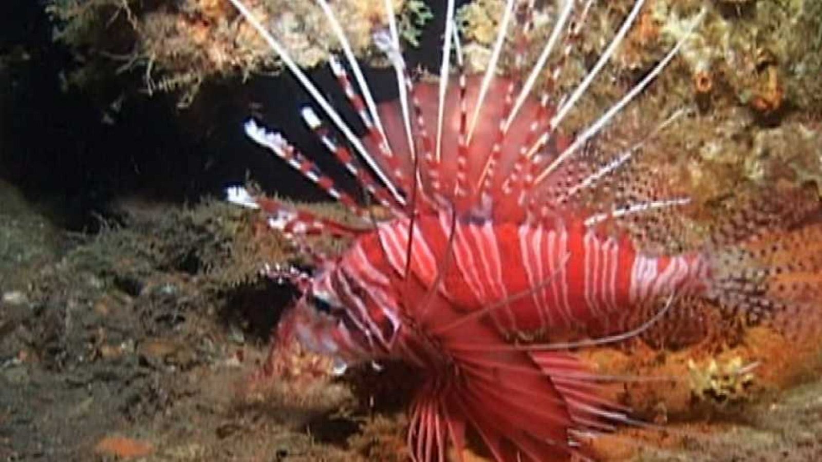 Bubbles - Maldivas de nuevo - Ver ahora