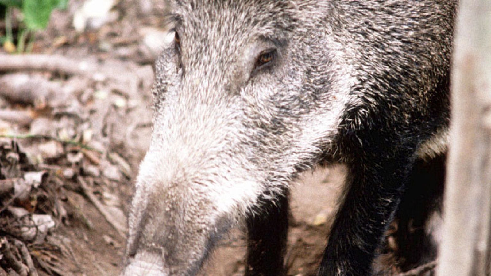 Los jabalíes campan a sus anchas por Torrelodones
