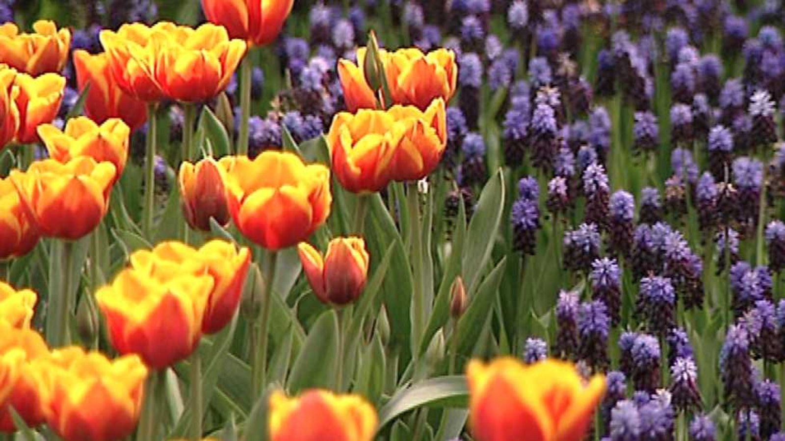 Paraísos cercanos - Holanda, horizonte inventado - Ver ahora