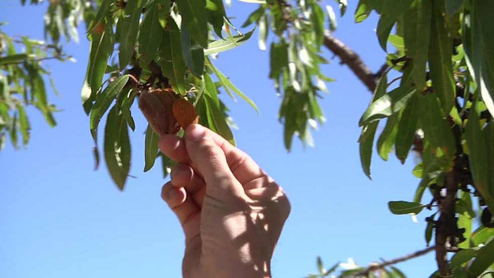 ¿Sabéis cuál es el truco del almendruco?