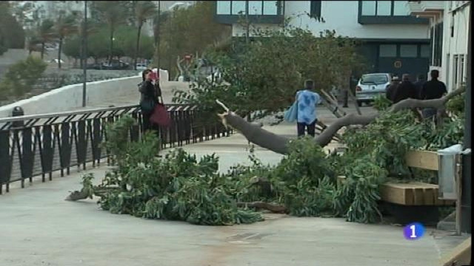 Destrosses a Menorca pel temporal de vent.