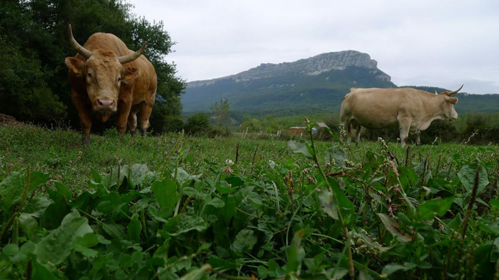 Vacas pirenaicas guardianas del bosque