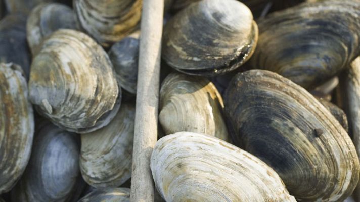 España Directo - A la caza de los furtivos de almejas