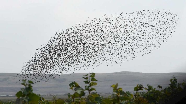 Telediario 1 - Los ecologistas asocian la pérdida de la biodiversidad de las aves a la expansión urbanística