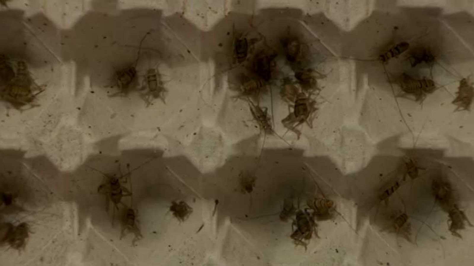 Una nueva legislación facilitará el cultivo y el comercio de algas e insectos para el consumo humano en Europa