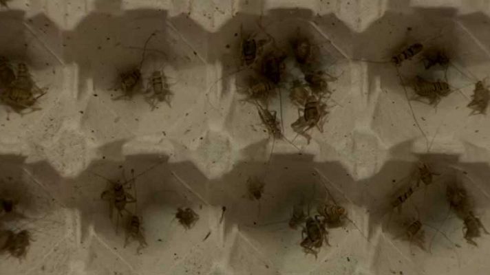 Telediario 1 - Una nueva legislación facilitará el cultivo y el comercio de algas e insectos para el consumo humano en Europa