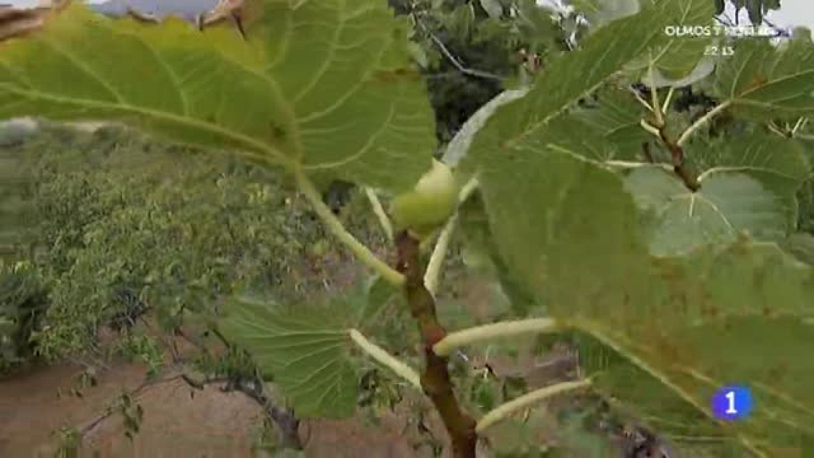 Recogiendo los mejores higos