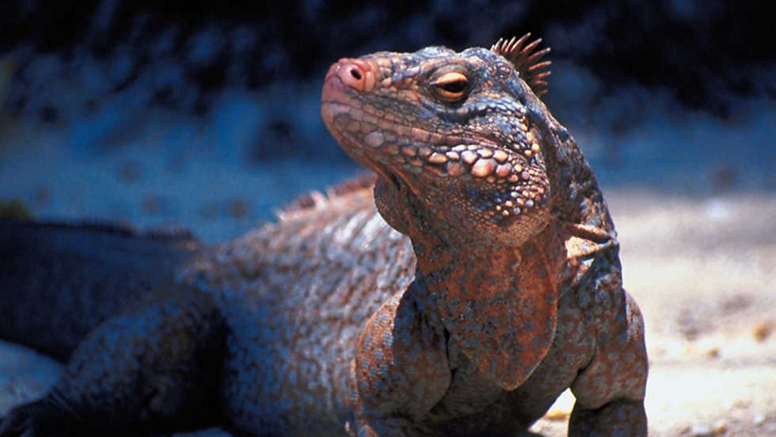 Grandes documentales - Caribe salvaje: El infierno de los huracanes - ver ahora