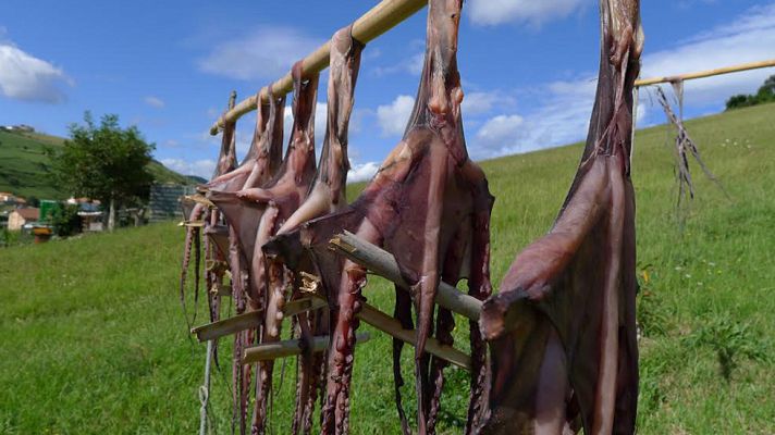 Aquí la Tierra - Pulpos, los reyes de Zumaia