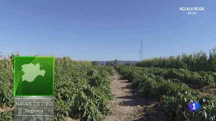 Aquí la Tierra - Pimientos picantes para llorar ¡del gusto!