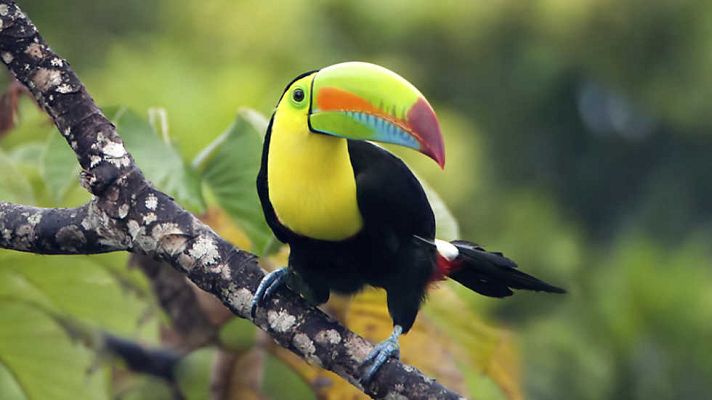 Grandes documentales - Caribe salvaje: la costa olvidada
