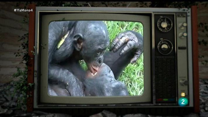 Yo, mono - Sexo, cortejo y descendencia