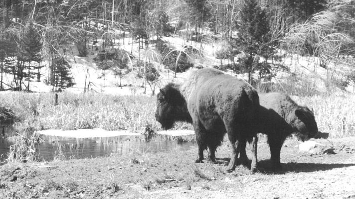 El planeta azul - Oeste salvaje