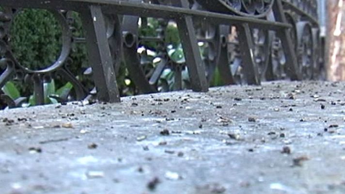 España Directo - Los vecinos de Granada, hartos de los estorninos