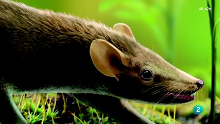 La 2 Noticias - El pelo de los mamíferos y un fósil de 125 millones de años