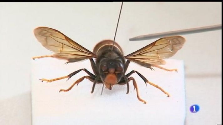 Informatiu Balear - La vespa asiàtica arriba a Mallorca