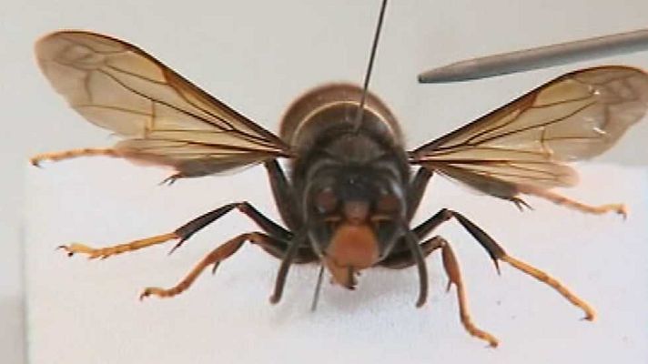 España en 24h - España en 24 horas - 15/10/15