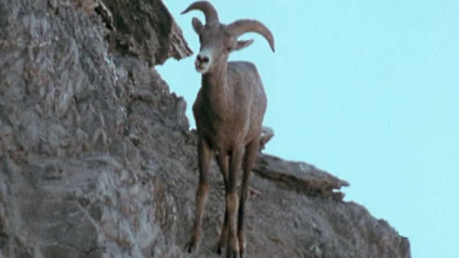 El hombre y la Tierra (Serie canadiense) - Gran fauna canadiense - Primera parte - Ver ahora