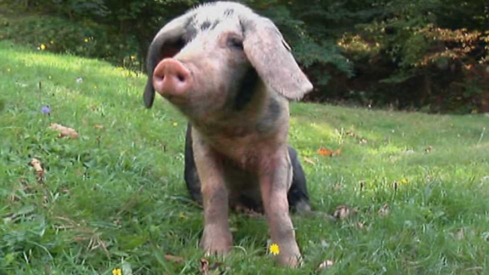 Aquí la Tierra - 16/10/15 - ver ahora