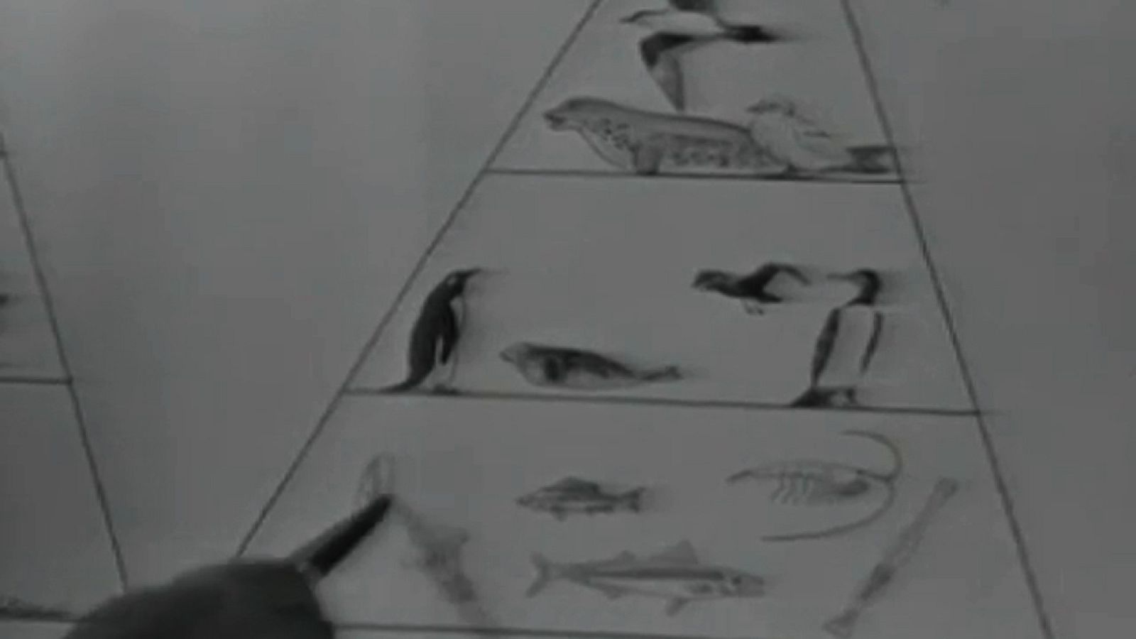 Vida salvaje - La Antártida