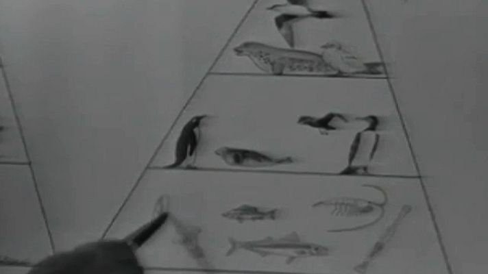 El planeta azul - La Antártida