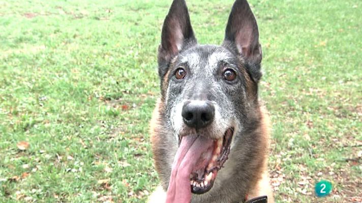 La aventura del Saber - Héroes de cuatro patas