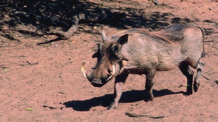 España Directo - Un jabalí mata a un cazador en Ourense