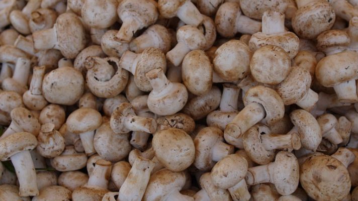 España Directo - A la caza de los furtivos de setas