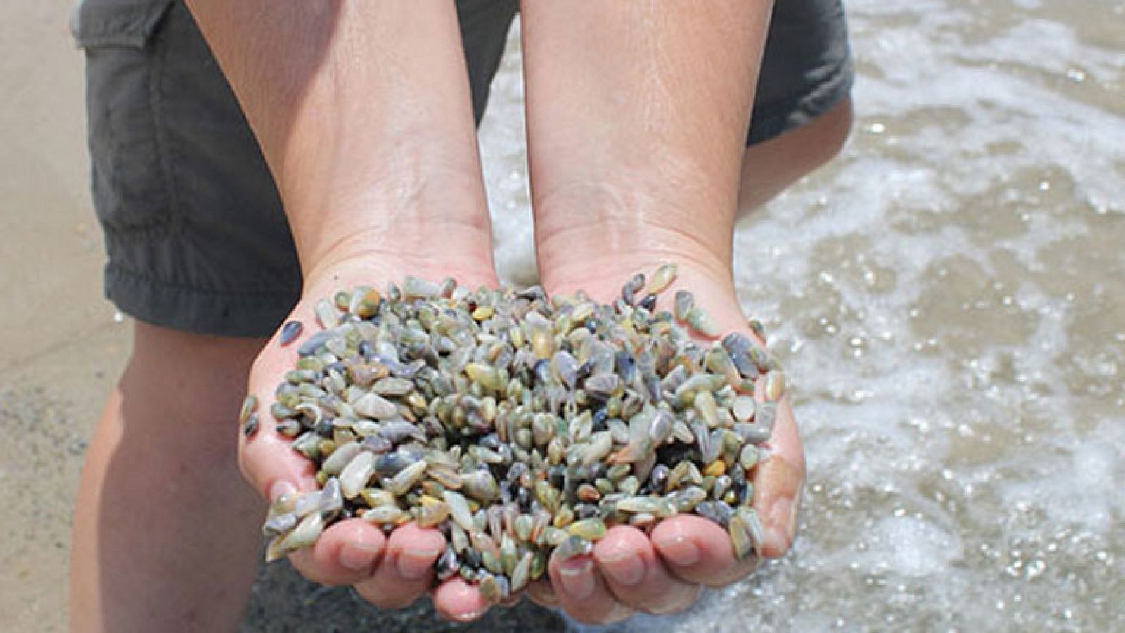 Los mariscadores de coquinas vuelven a faenar en Huelva